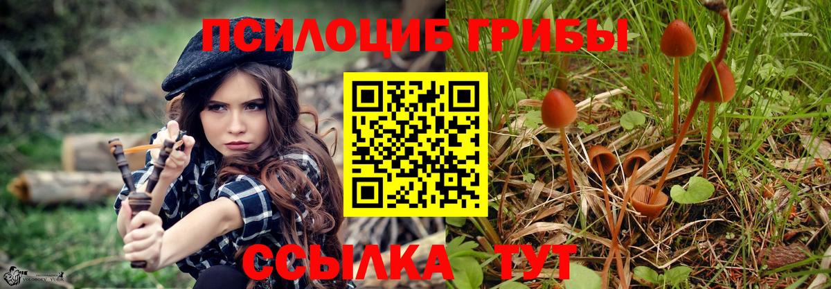 Псилоцибиновые грибы Psilocybe Углич